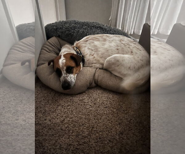 Medium Photo #2 Mutt Puppy For Sale in Fort Collins, CO, USA