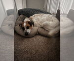 Small #1 Mutt