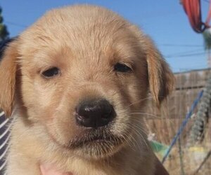 German Shepherd Dog-Golden Retriever Mix Puppy for sale in MODESTO, CA, USA