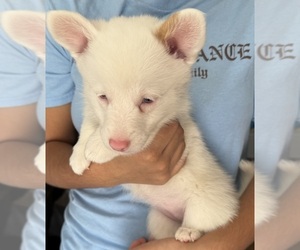 Pembroke Welsh Corgi Puppy for sale in PHILADELPHIA, PA, USA