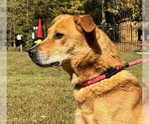 Carolina Dog-Unknown Mix Dogs for adoption in Yardley, PA, USA