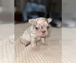 Puppy Skittles French Bulldog