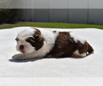 Small #1 Shih Tzu