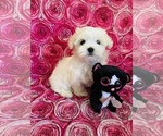 Small Photo #1 Maltese Puppy For Sale in HURRICANE, UT, USA