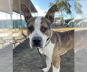 American Pit Bull Terrier Dogs for adoption in Bakersfield, CA, USA