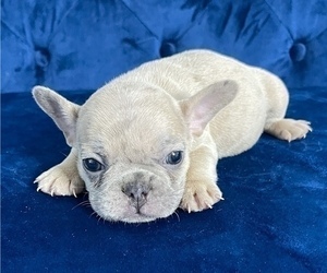 French Bulldog Puppy for sale in LAS VEGAS, NV, USA