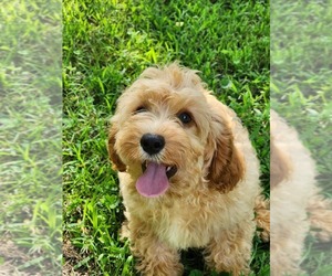 Cavapoo Puppy for sale in NEOSHO, MO, USA