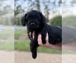 Small #9 French Bulldog-Poodle (Miniature) Mix
