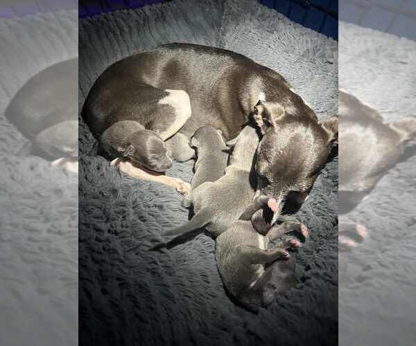 Medium Photo #1 Italian Greyhound Puppy For Sale in FORT LAUDERDALE, FL, USA