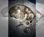 Image preview for Ad Listing. Nickname: Litter of 4