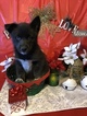 Small Photo #13 Pomsky Puppy For Sale in MIDDLETOWN, OH, USA