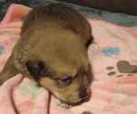 Small Photo #13 Great Pyrenees-Rottweiler Mix Puppy For Sale in SALEM, AR, USA