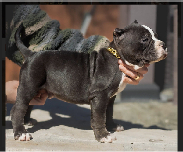 Medium Photo #17 American Bully Puppy For Sale in SAN ANTONIO, TX, USA