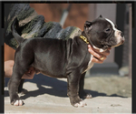 Small Photo #17 American Bully Puppy For Sale in SAN ANTONIO, TX, USA