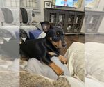 Small #3 Dachshund Mix