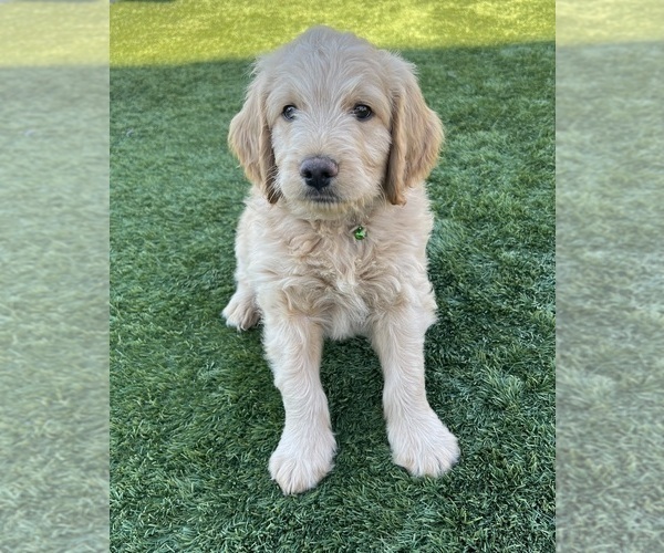 Medium Photo #1 Goldendoodle Puppy For Sale in PHOENIX, AZ, USA