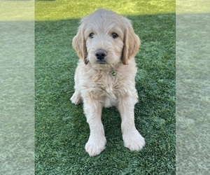 Medium Goldendoodle