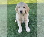 Puppy Green Goldendoodle