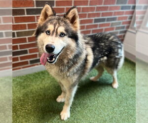 Siberian Husky Dogs for adoption in Edmond, OK, USA