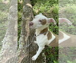 Small #4 Mutt