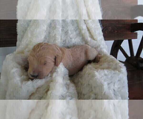 Medium Photo #3 Goldendoodle Puppy For Sale in PERRYSVILLE, OH, USA