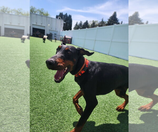 Medium Photo #8 Doberman Pinscher Puppy For Sale in Buffalo, MN, USA