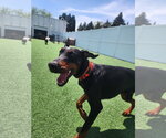 Small #7 Doberman Pinscher