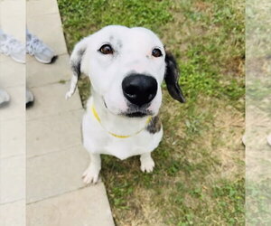 Colonial Cocker Spaniel-English Setter Mix Dogs for adoption in Houston, TX, USA