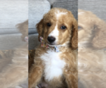 Small Photo #1 Goldendoodle Puppy For Sale in MOAB, UT, USA