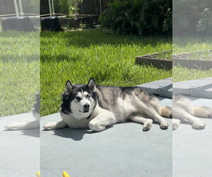 Alaskan Malamute-Unknown Mix Dogs for adoption in Miami, FL, USA
