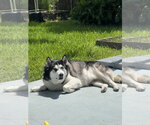 COURTESY POST: Loki - Male Alaskan Malamute-Unknown Mix Dog for Adoption - Small photo