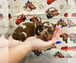 Dachshund Puppy for sale in WINNSBORO, LA, USA