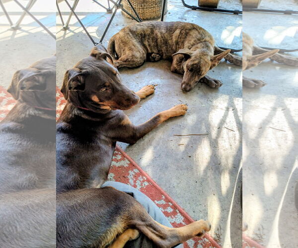 Medium Photo #2 Doberman Pinscher-Unknown Mix Puppy For Sale in Cottage Grove, MN, USA