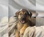 Small #1 Mutt
