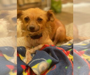 Chihuahua-Unknown Mix Dogs for adoption in Newport Beach, CA, USA