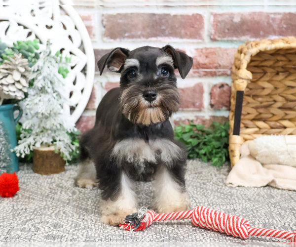 Medium Photo #1 Schnauzer (Miniature) Puppy For Sale in SYRACUSE, IN, USA