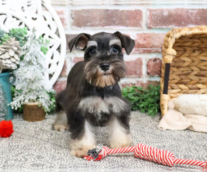 Schnauzer (Miniature) Puppy for sale in SYRACUSE, IN, USA