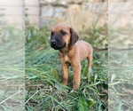 Small Photo #2 Rhodesian Ridgeback Puppy For Sale in PRINCETON, ID, USA