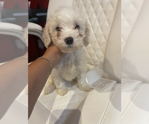 Maltipoo Puppy for sale in DEARBORN HEIGHTS, MI, USA