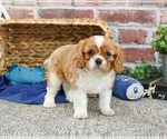 Image preview for Ad Listing. Nickname: Kyser