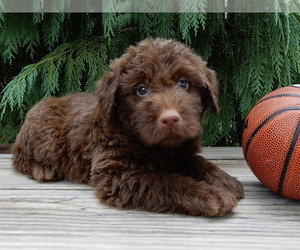 Labradoodle Puppy for sale in MILLERSBURG, OH, USA