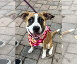 Small Photo #3 Mutt Puppy For Sale in Germantown, OH, USA