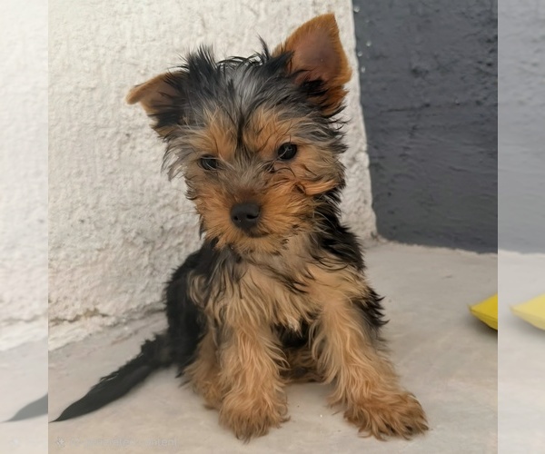 Medium Photo #1 Yorkshire Terrier Puppy For Sale in PLACITAS, NM, USA