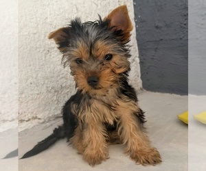 Yorkshire Terrier Puppy for sale in PLACITAS, NM, USA