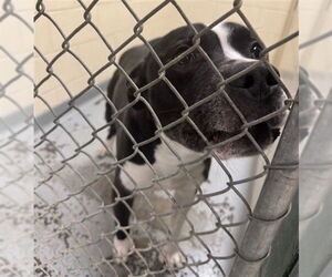 American Pit Bull Terrier-Unknown Mix Dogs for adoption in Anchorage, AK, USA