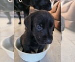 Puppy Luna Labrador Retriever