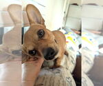 Small #2 Dachshund