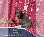 Small #1 Great Dane