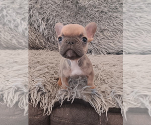 French Bulldog Puppy for Sale in SALEM, Oregon USA