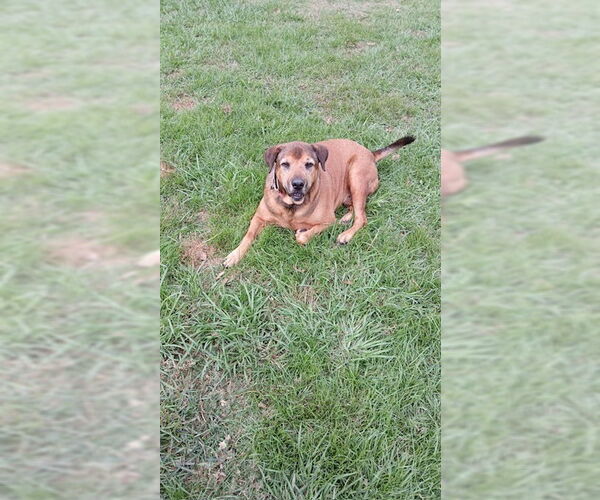 Medium Photo #2 Mutt Puppy For Sale in Oak Bluffs, MA, USA
